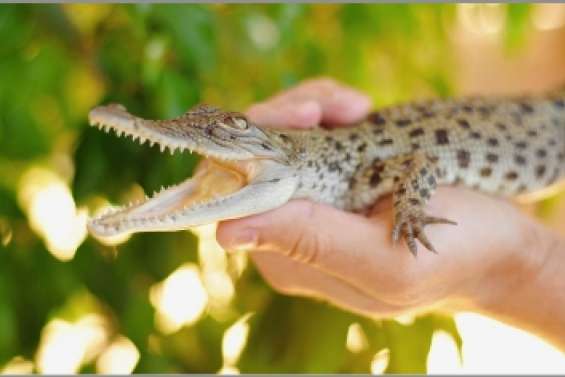 « George le crocodile royal »