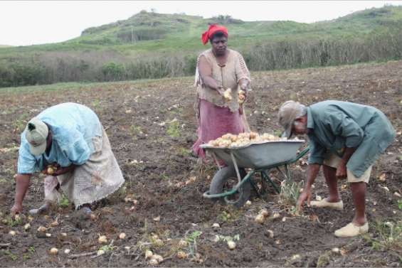 C'est la saison de l'oignon