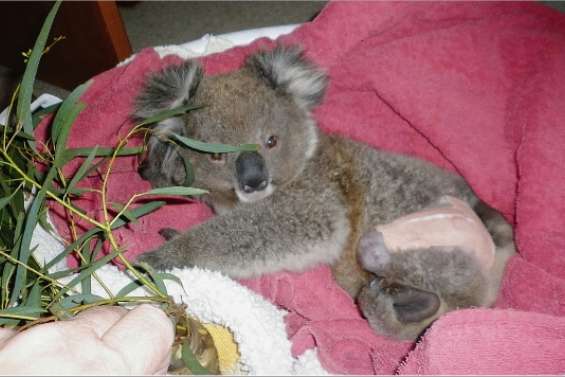 Massacre à la tronçonneuse