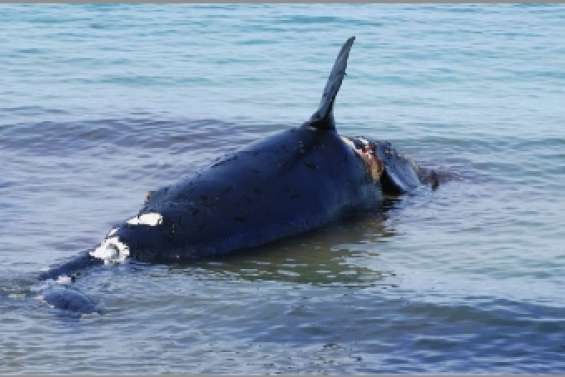 Une aubaine  pour les scientifiques