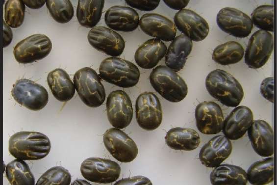 Sus aux tiques du bétail