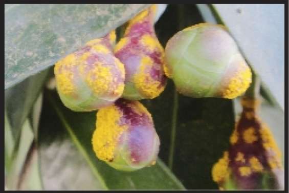 Avis de contamination