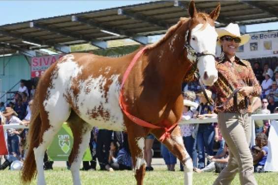 Concours équins : les bons résultats