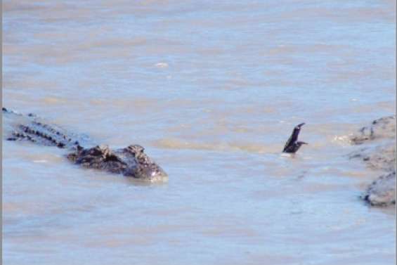 Happé par un crocodile