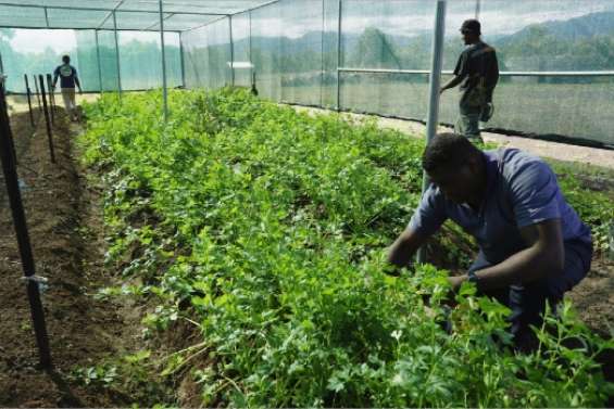 Des jeunes et un potager