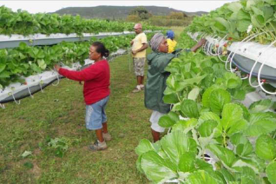 Des fraises de passionné