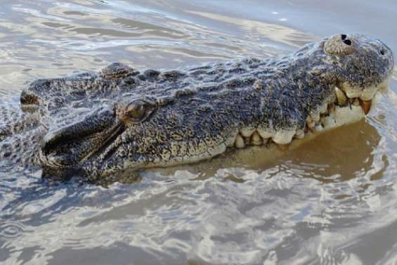 Crocodiles en série