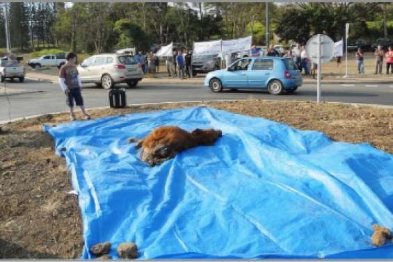 Le demi-veau  de trop