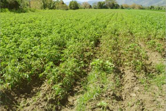 Au secours du tubercule