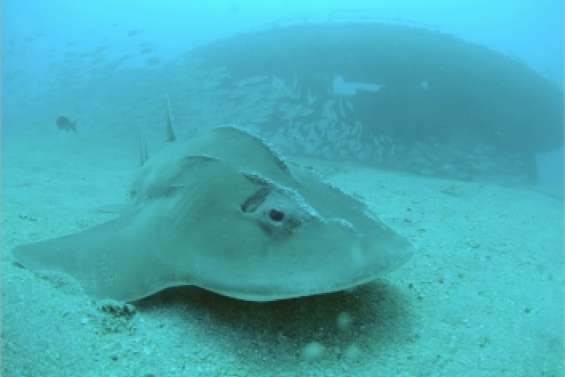 Une grande discrète