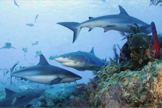 Une menace pour les coraux