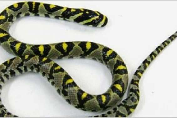 Cloué au sol par un serpent