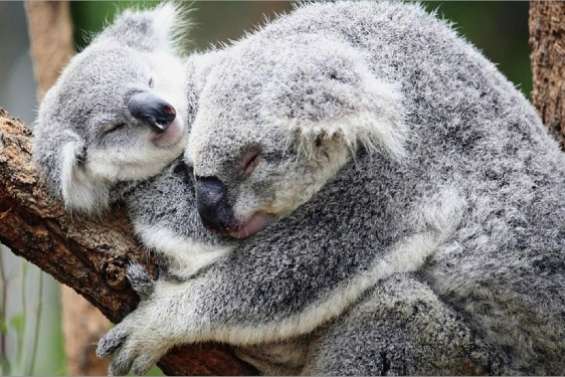 Menacé d'extinction ?