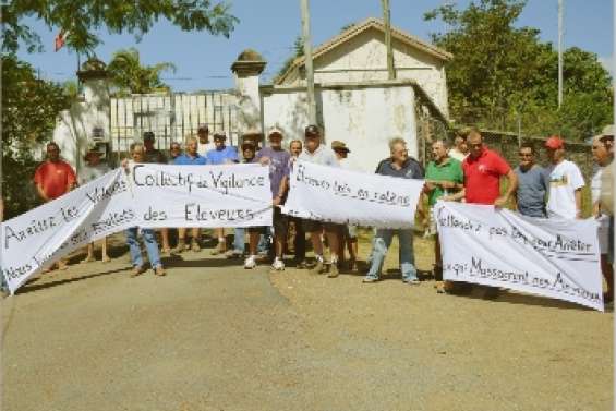 Encore un vol de bétail