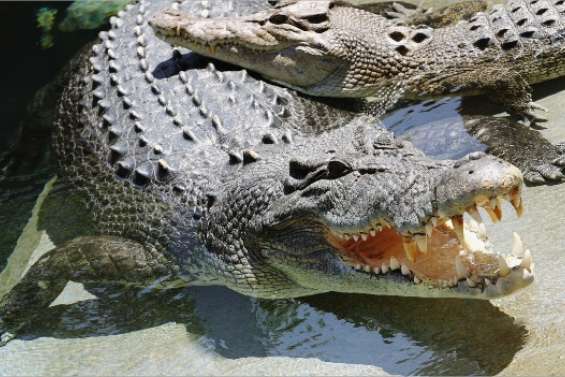 A la recherche de Crocodile Dundee