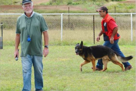 Des chiens bien élevés