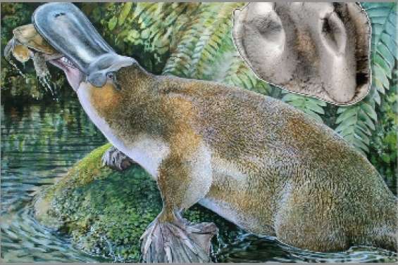 Identification à partir d'une dent