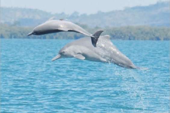 Au gré de l'arche de Noé