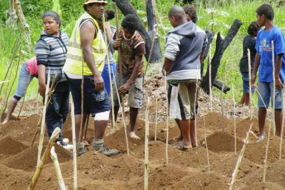 La langue de l'igname