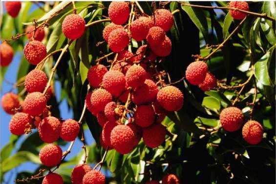 Une année sans letchis