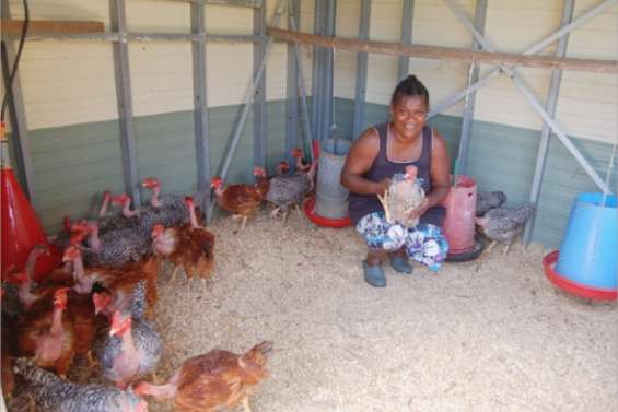 Le poulet se fait les dents