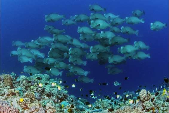 Des poissons par millions