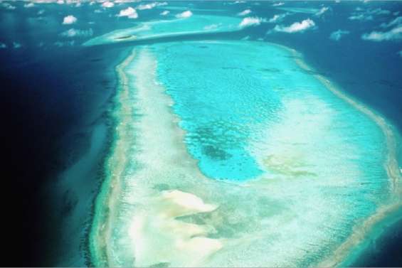 Une banque de sperme de corail