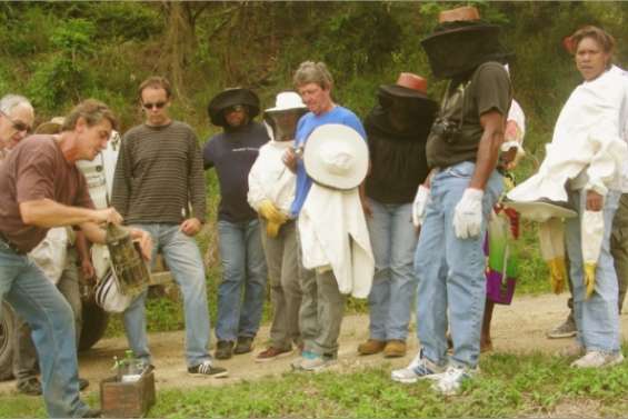 Un survol de l'apiculture