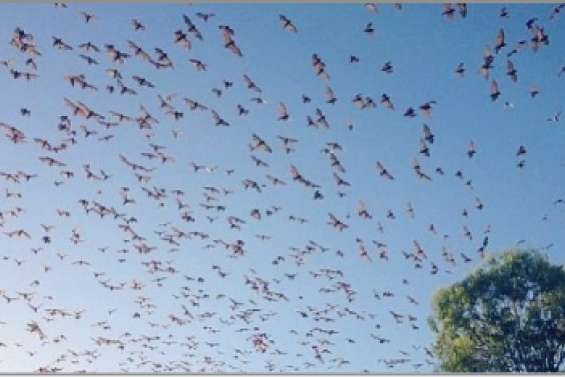 Une puanteur insupportable