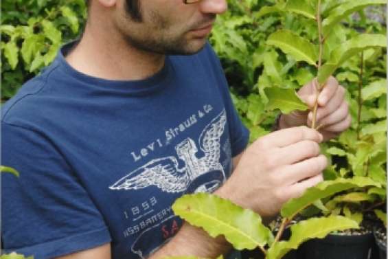 L'Amborella décodée