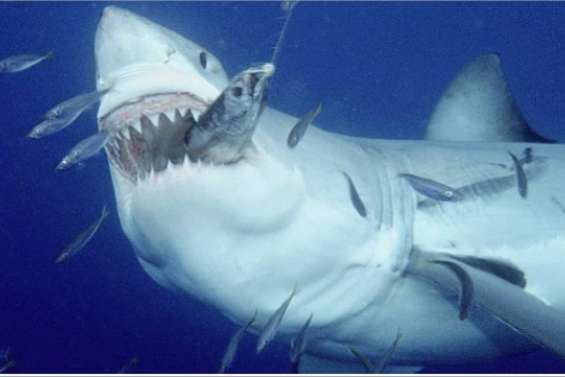 L'Etat montre les crocs