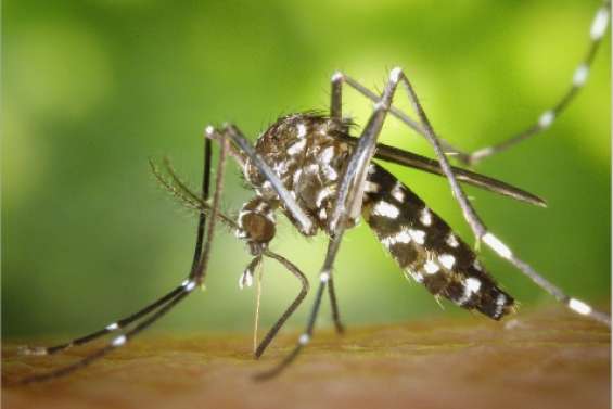 Un cas de Zika calédonien