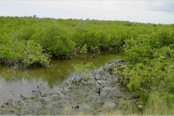 Très chers palétuviers