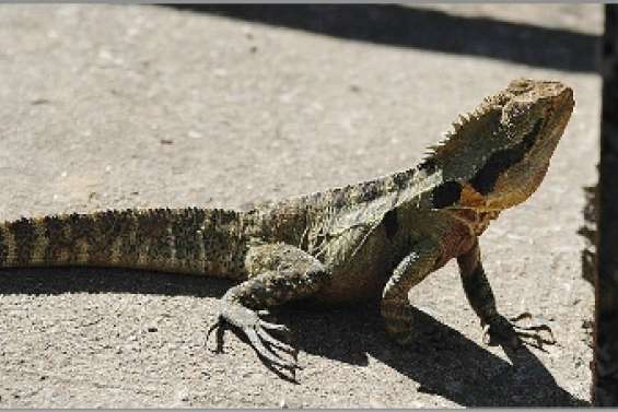 Les iguanes  en danger