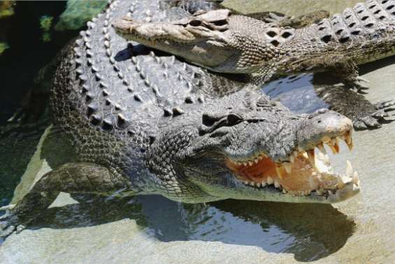 Un enfant happé par un crocodile