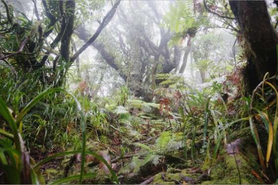 Balade dans la brume