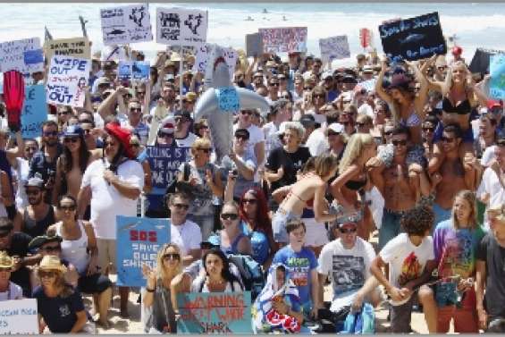 Marée humaine contre l'abattage des requins