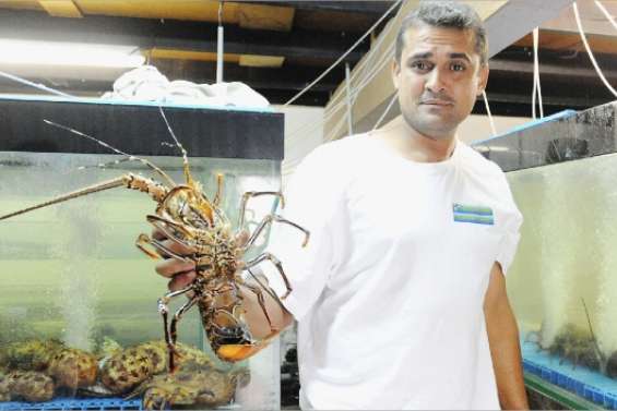 Des langoustes bien vivantes