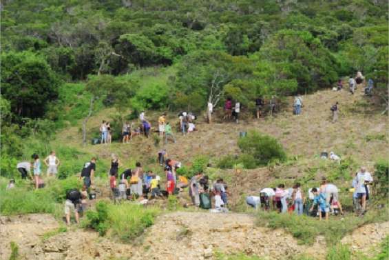 Les plantations reprennent