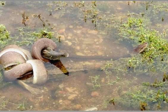 Le serpent avale  le crocodile