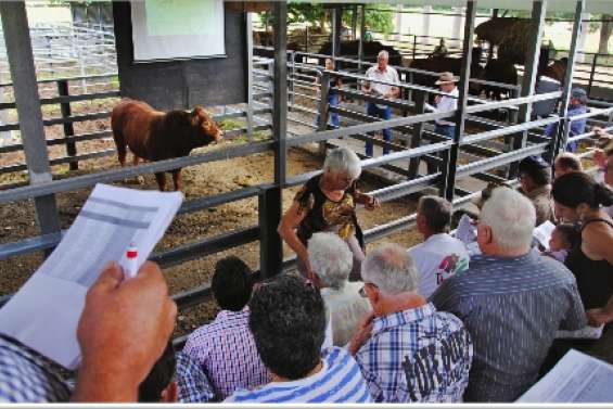 Géniteurs aux enchères