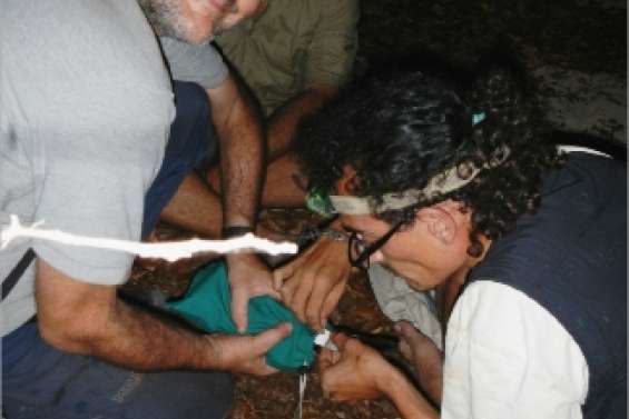 Le mystère des pétrels