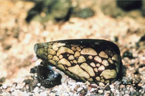 Un antidouleur prometteur