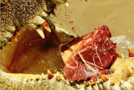 Le projet de safaris tombe à l'eau