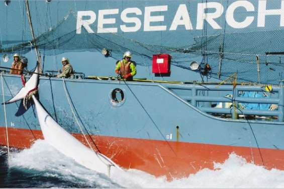 Les baleines mieux protégées