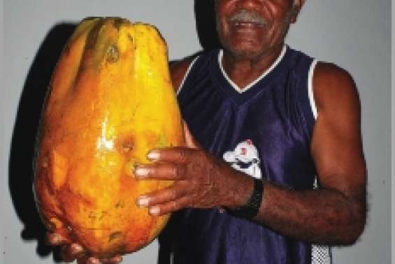 Une papaye de six kilos