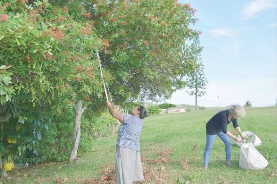 Le tour des baies roses