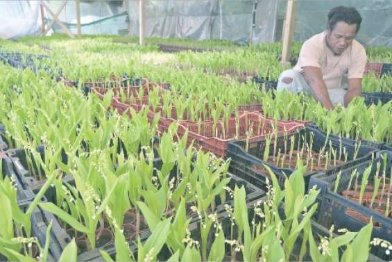 Clochettes sous clim'