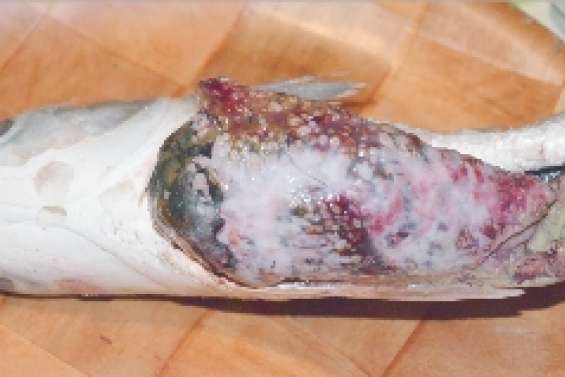 Un poisson aux entrailles suspectes