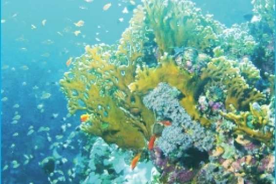 La Grande Barrière, patrimoine en péril